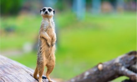It’s Meercat time, in fact a little past it already.