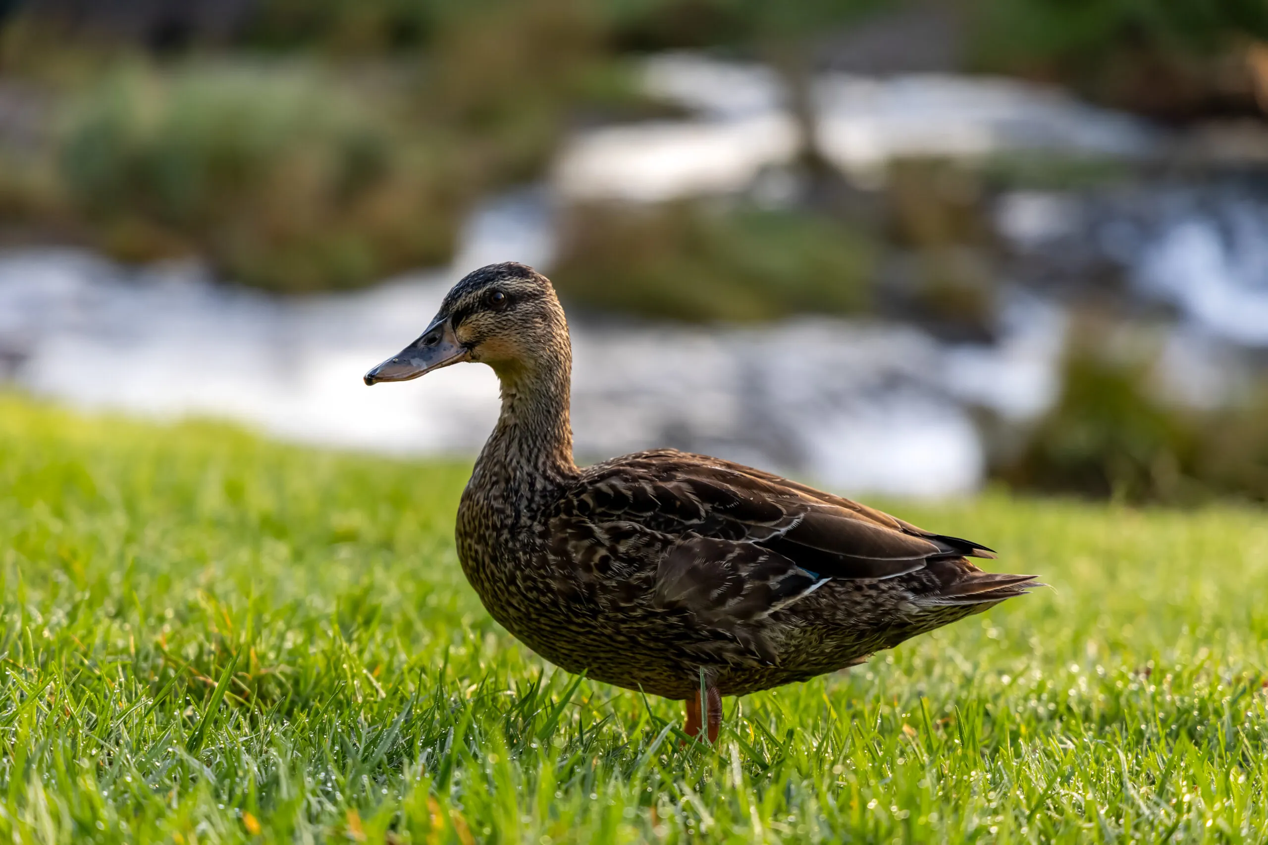 Stage 5 at Quail Ridge: nature on your back door